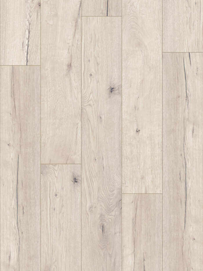 Lorian Oak 53343 - Image 2
