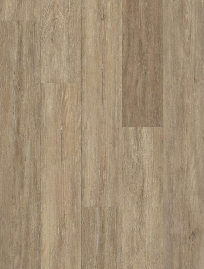 Amercian Elm - Image 2